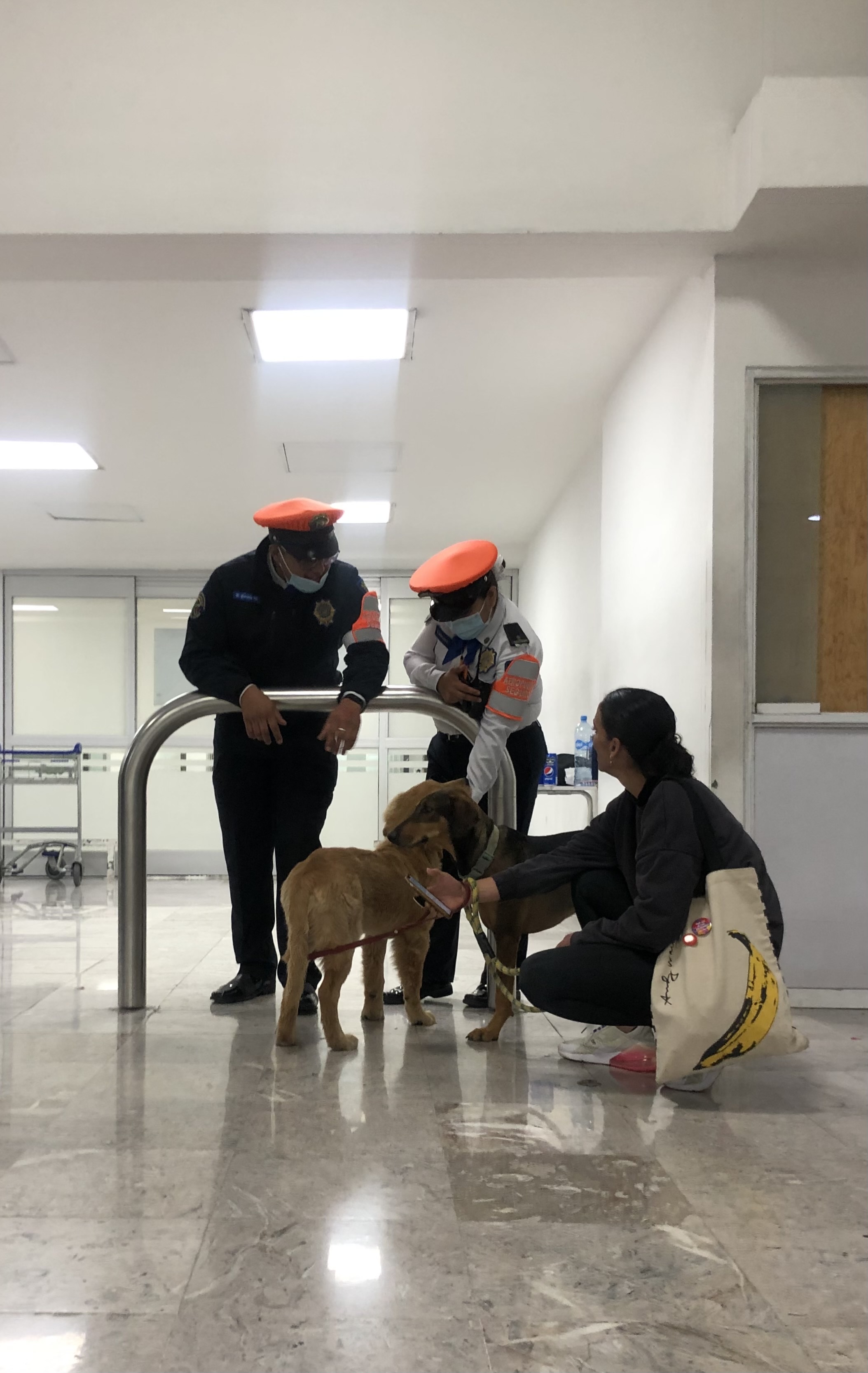 Perritos por la ciudad I