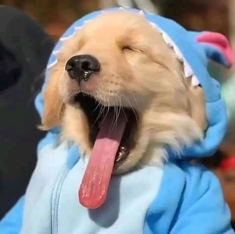 Soy un tiburón, te comere