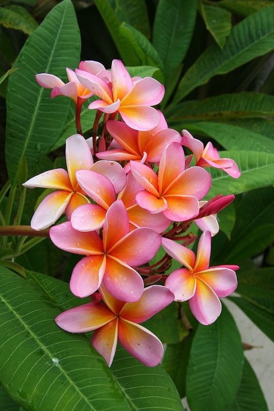 Bella flor de mayo