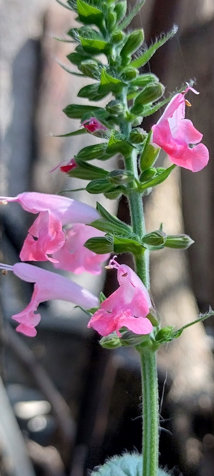 Salvia floreciendo