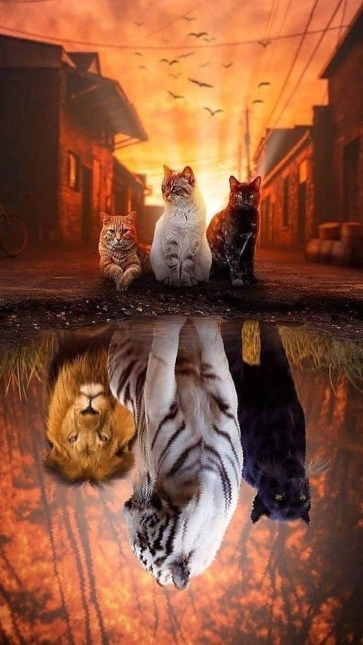 Gato y león