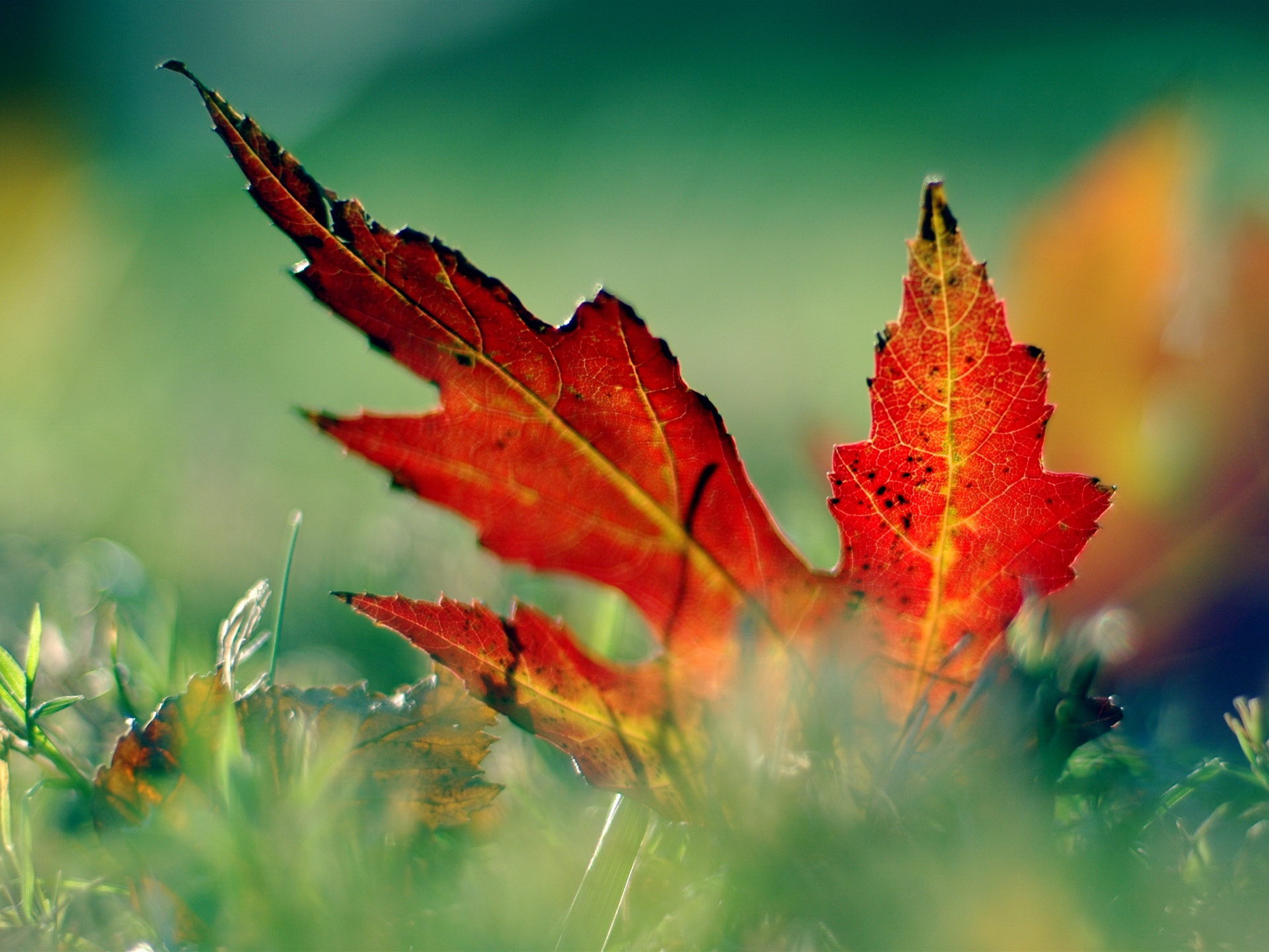 Naturaleza