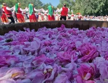 Festival Bulgaria rose 3