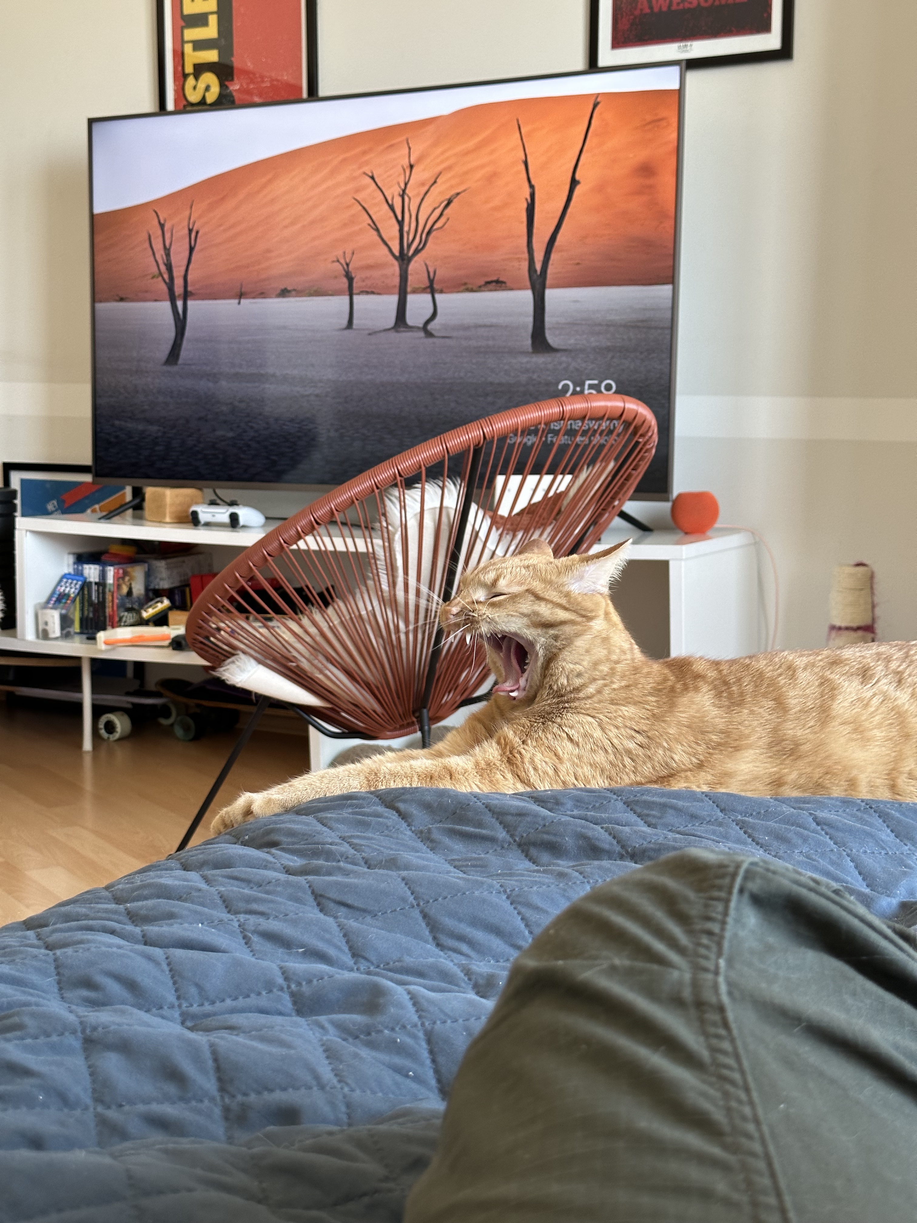 Mini-tiger