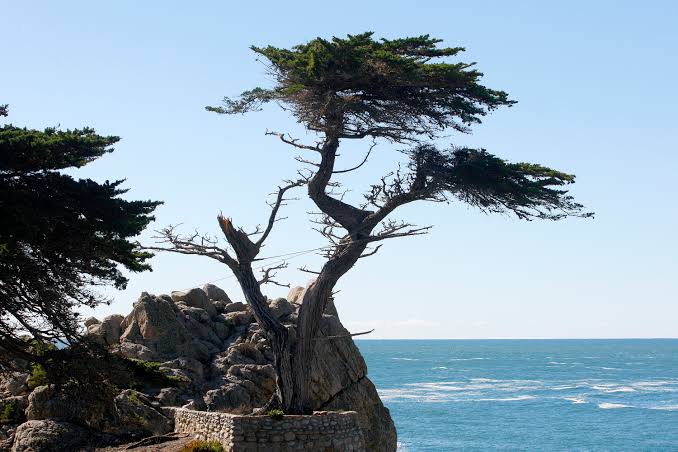 Lone cypress