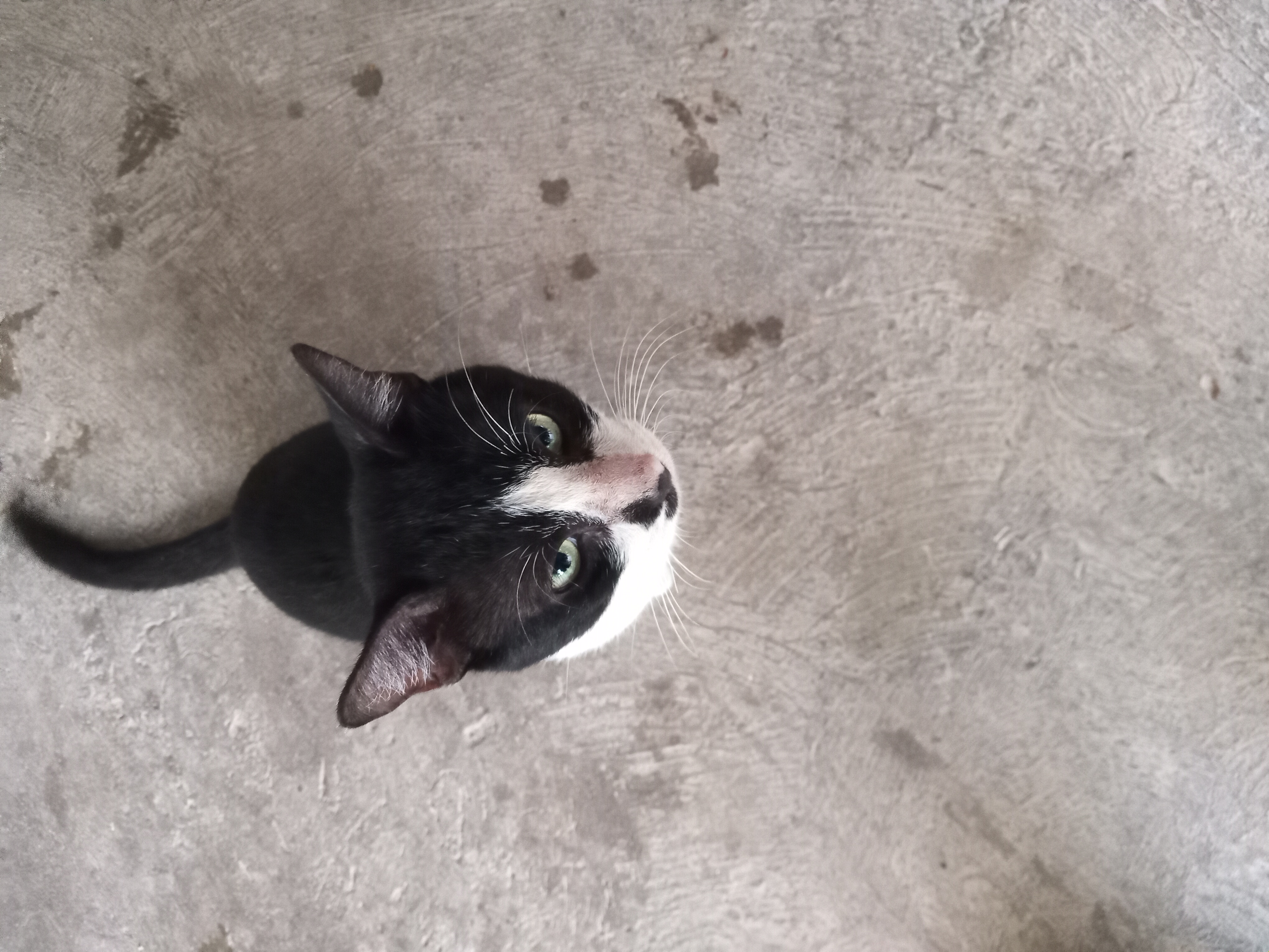 Tom
