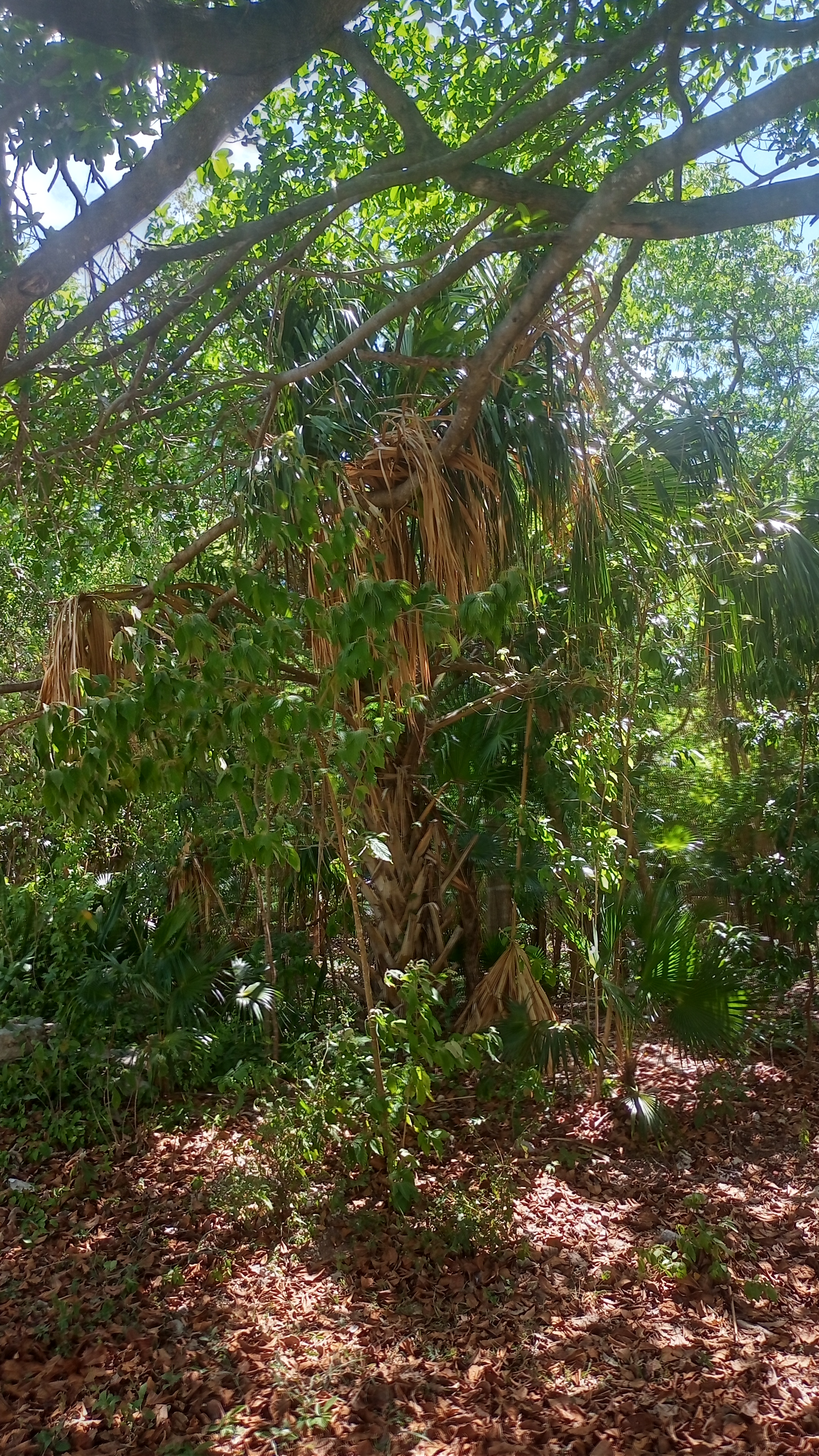 Branches