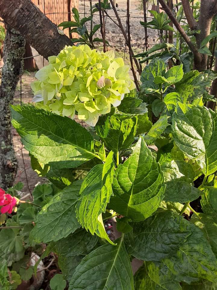 Naturaleza