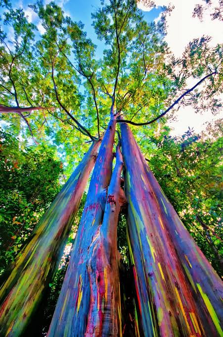 The rainbow eucalyptus
