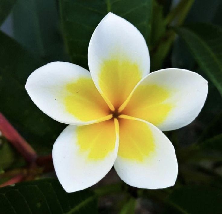 Flor de mayo blanca