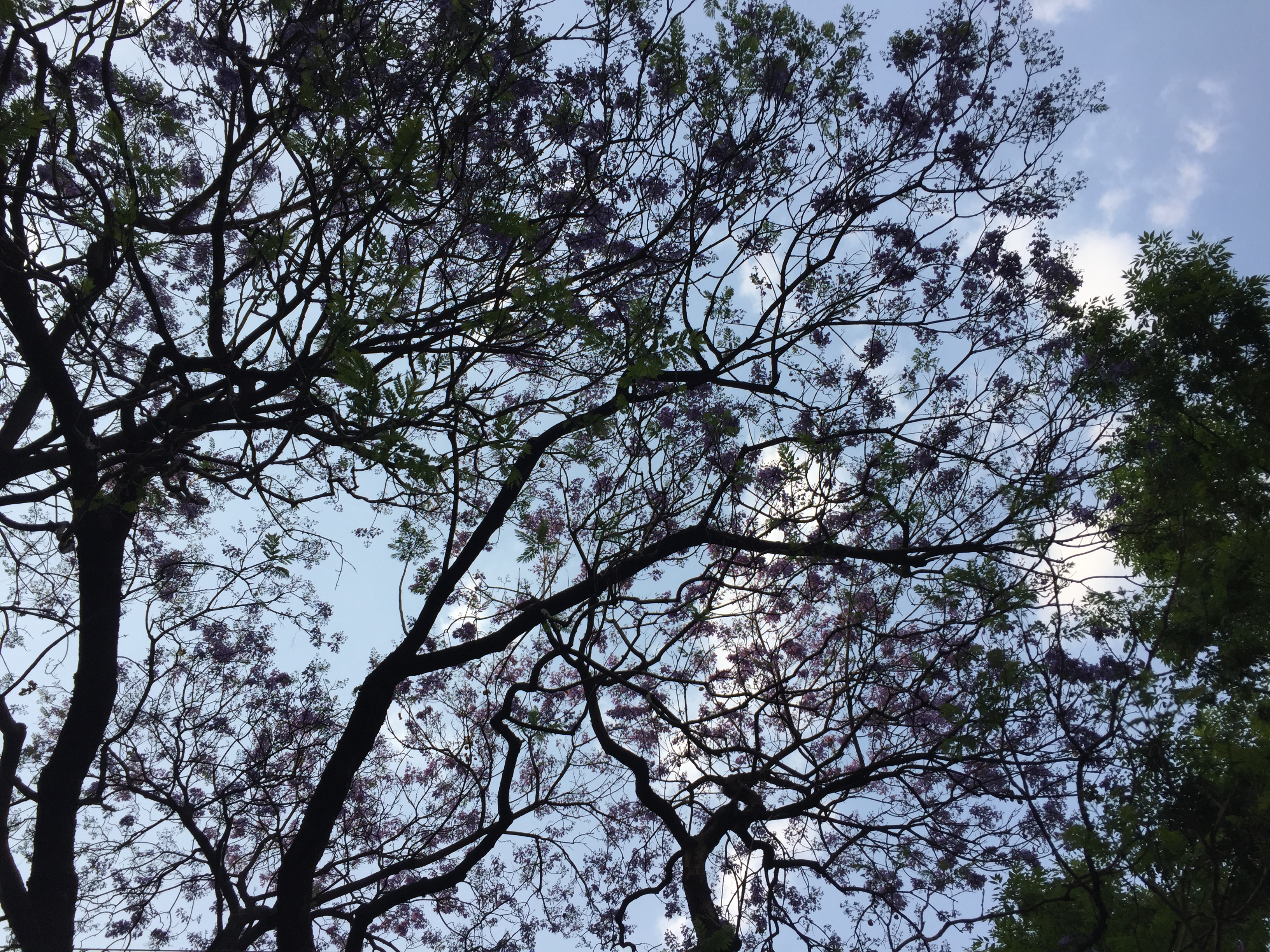 Bajo la sombra de las jacarandas