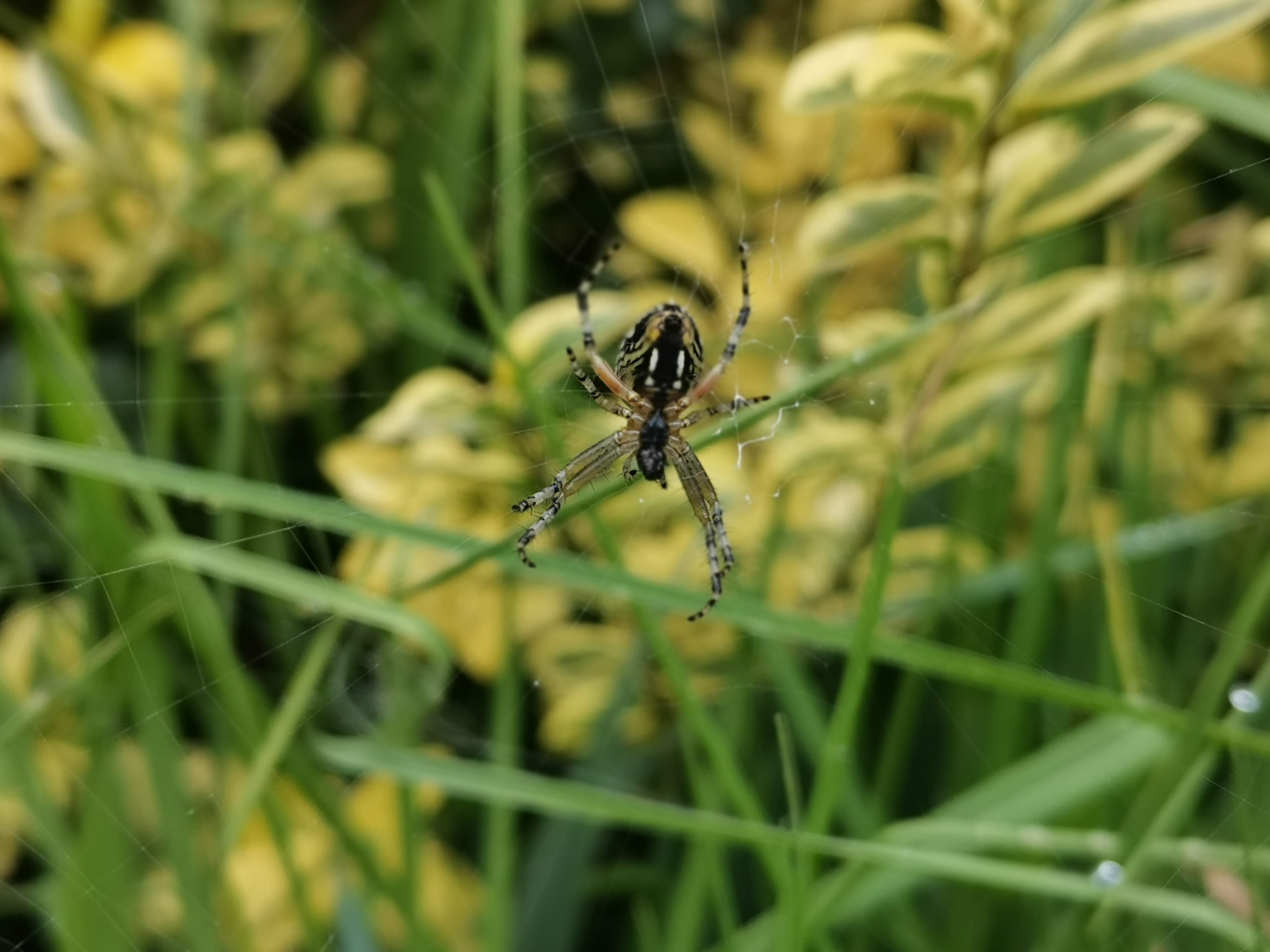 Spider🕷️🕸️