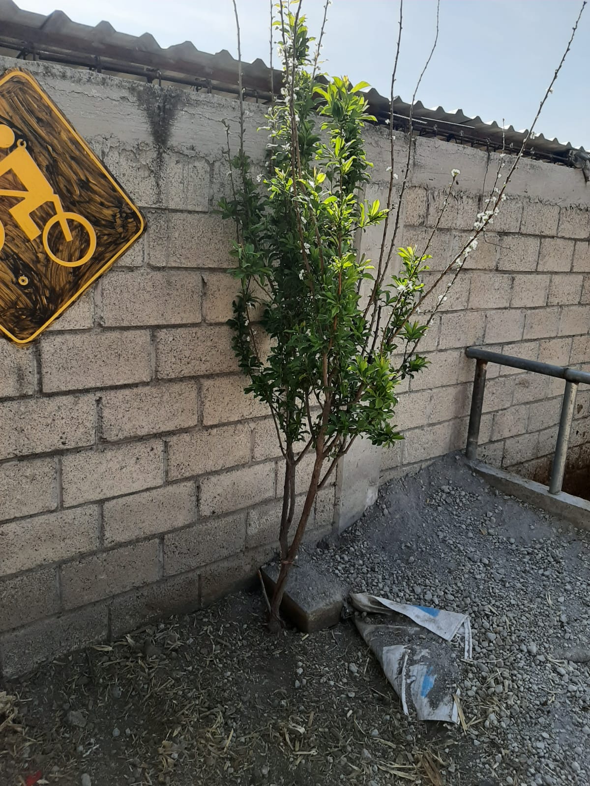 Ciruelo xv