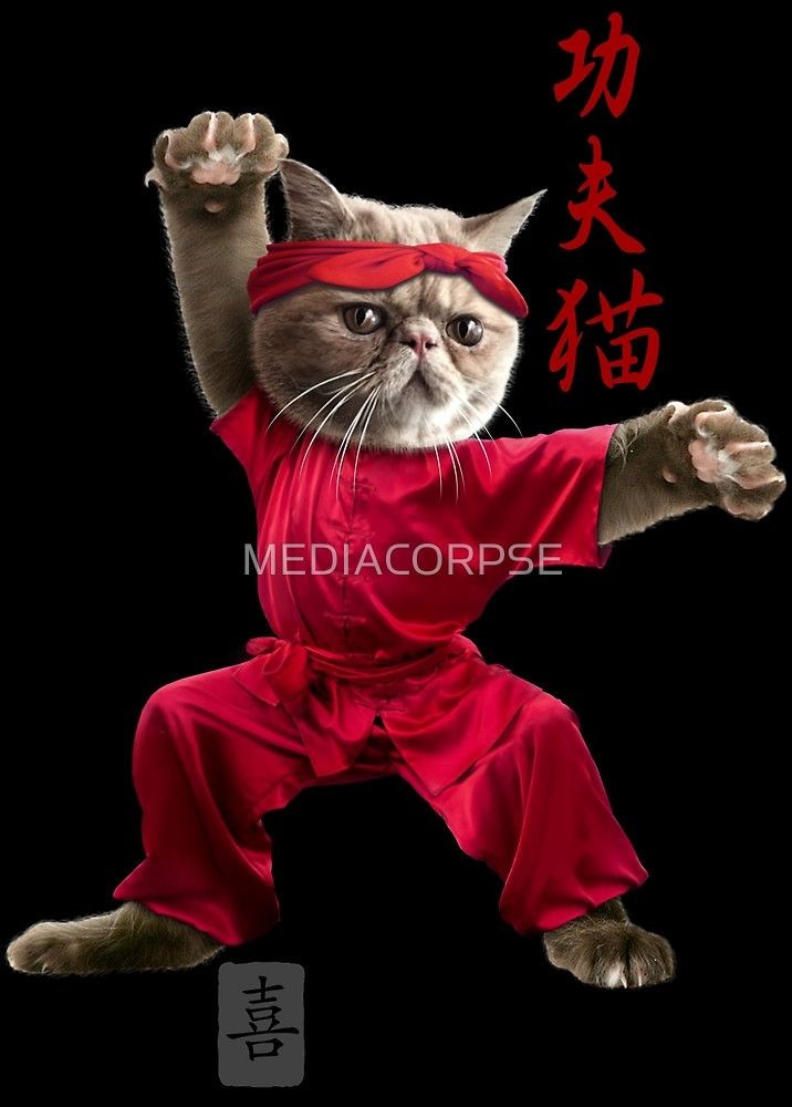 Carate cat