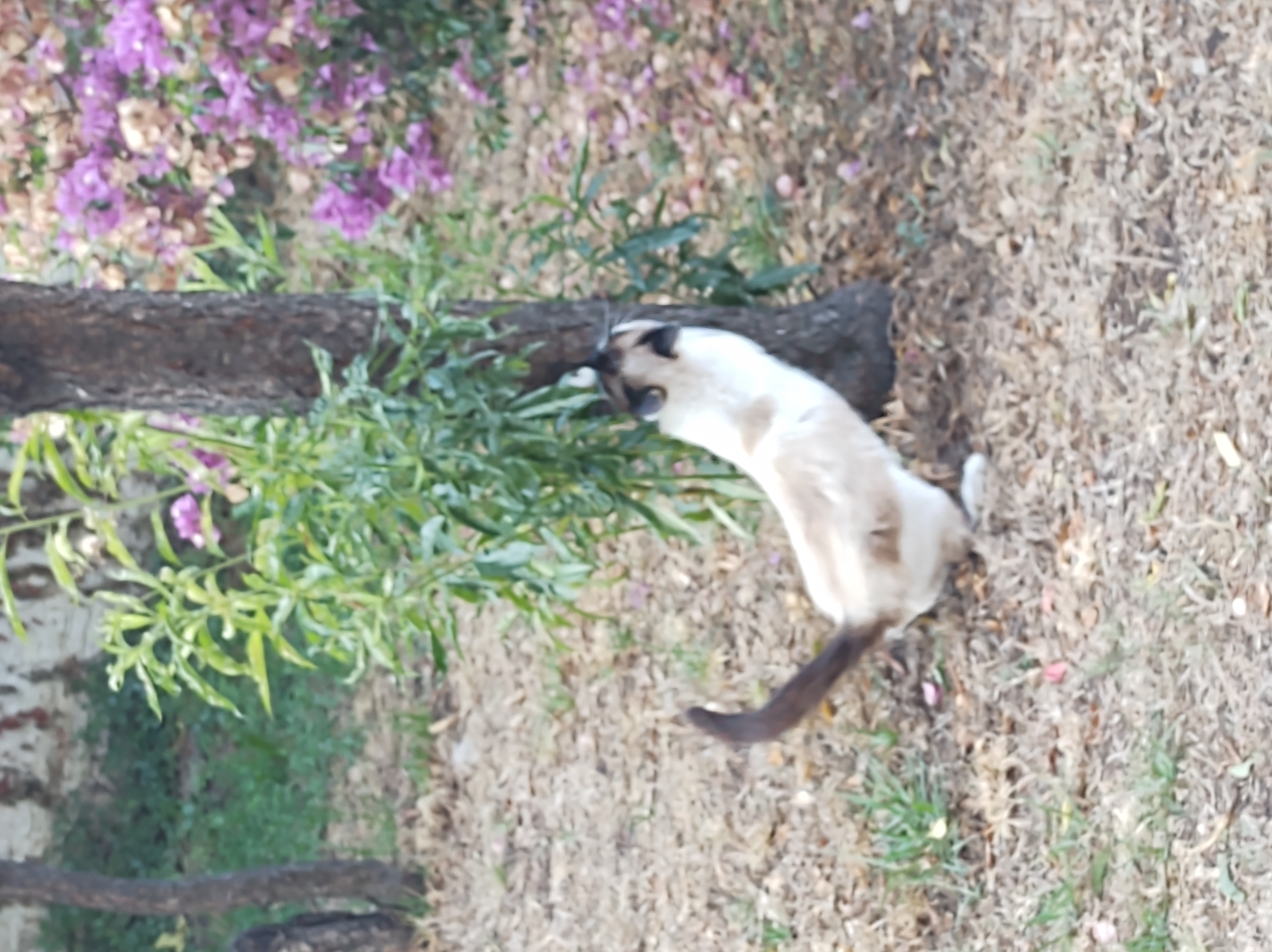 Afilando se las garras