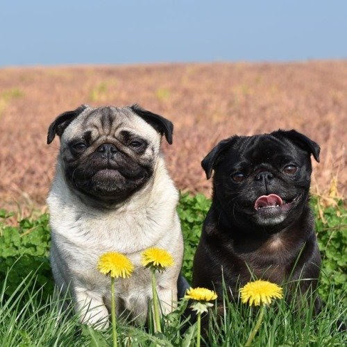 Tu posa