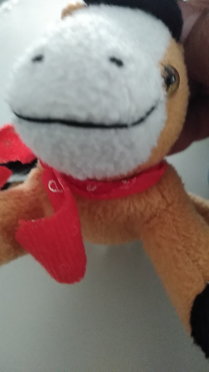 Compañero