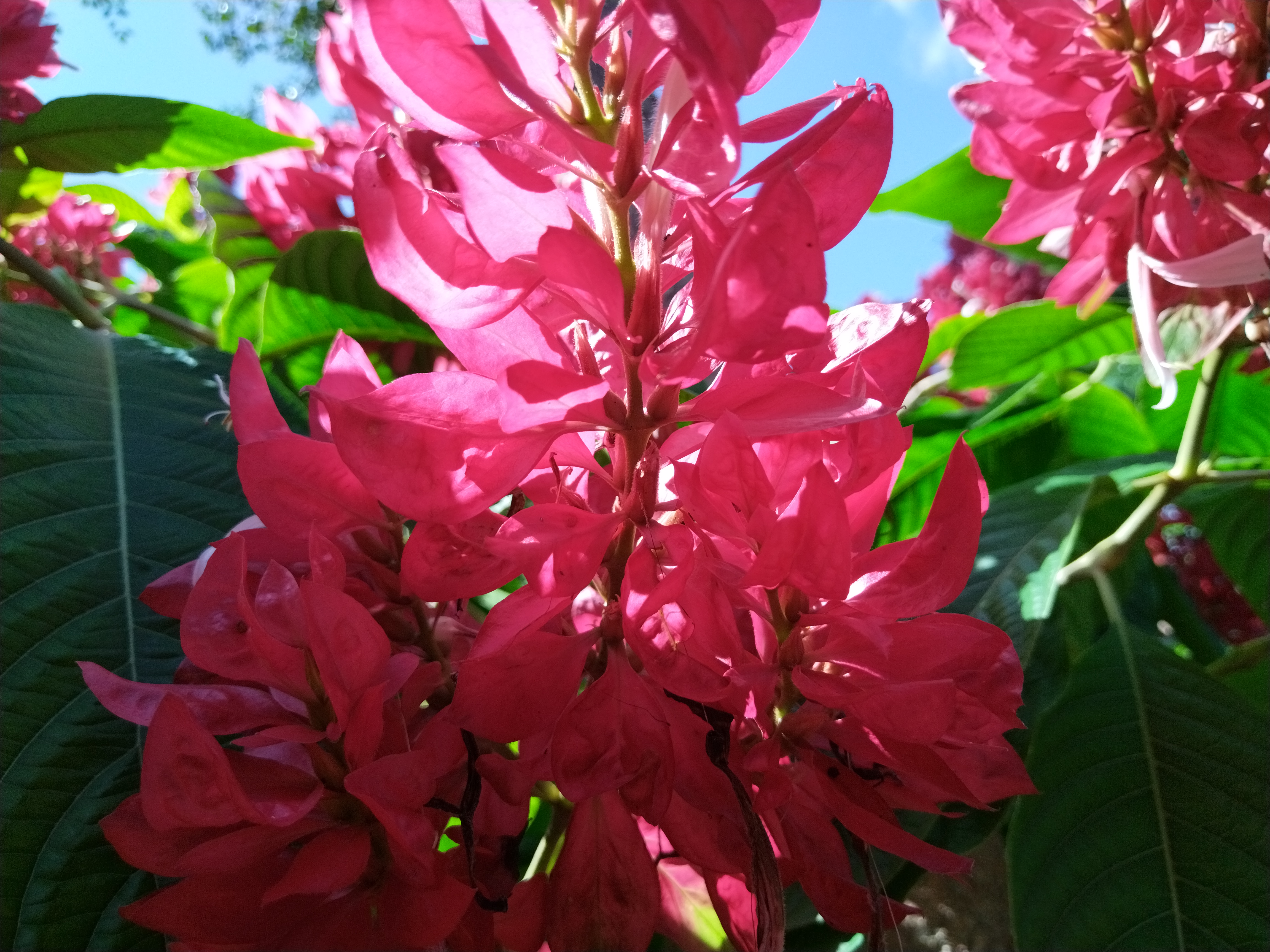 Que hermoso flor la que está a mi jardin