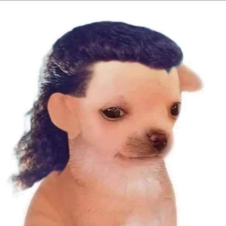 Perrito facherito
