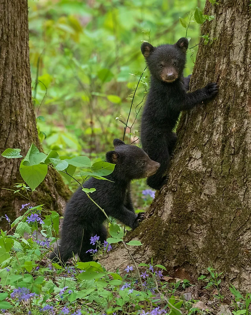 Cute animals