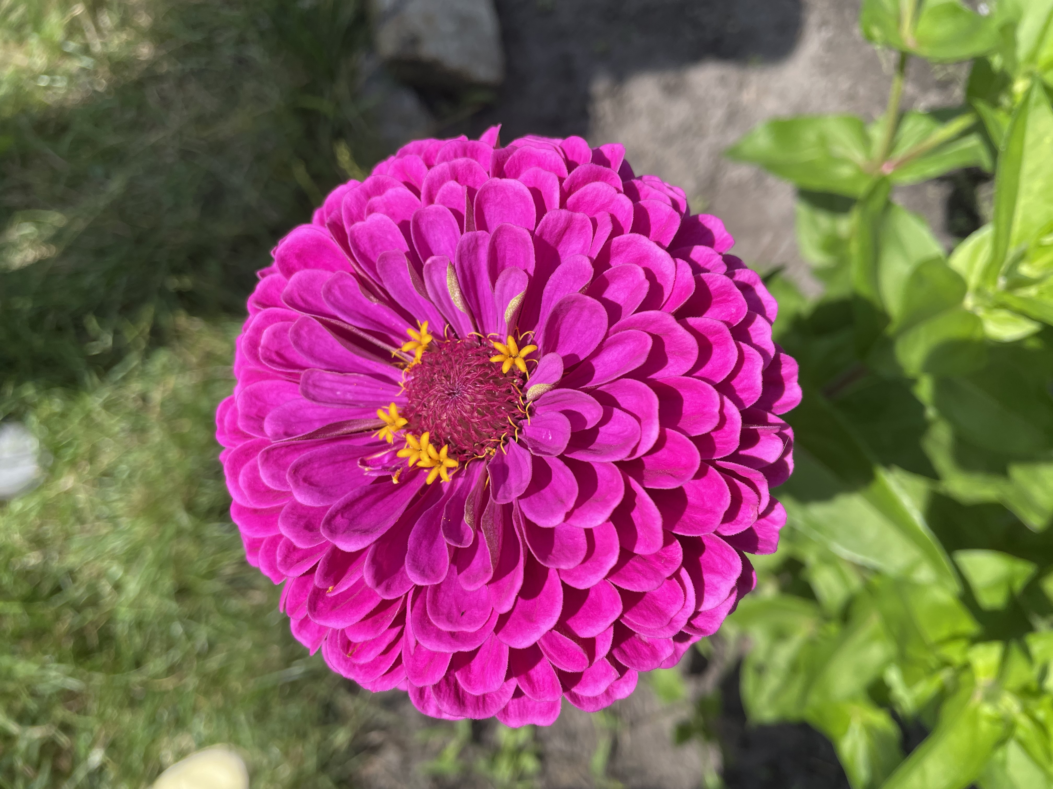 flower