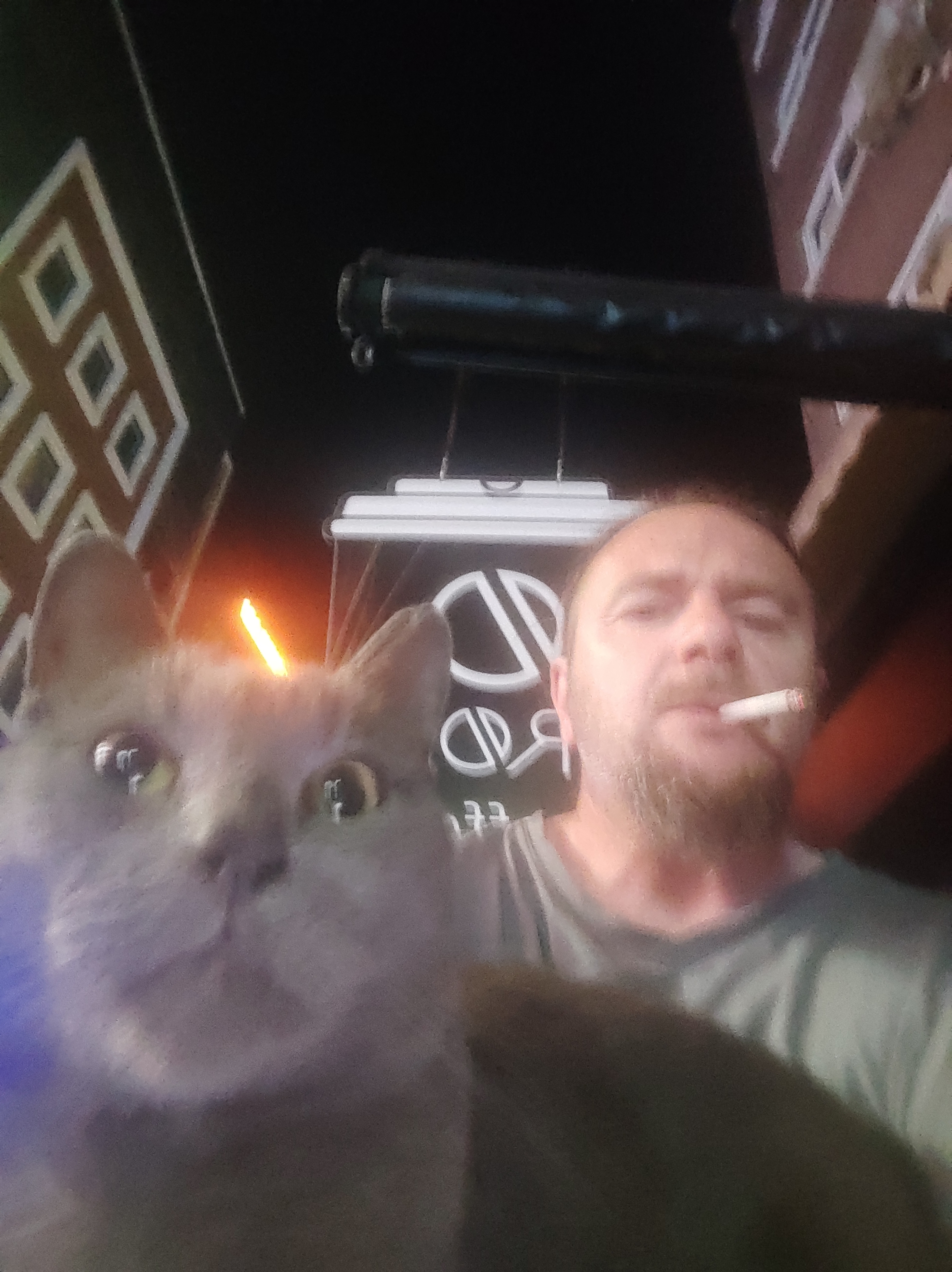 Cat Istanbul