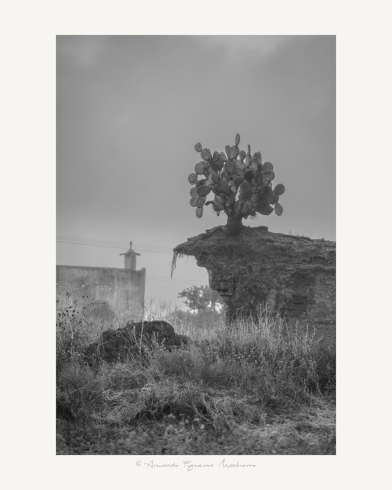 Nopal solitario