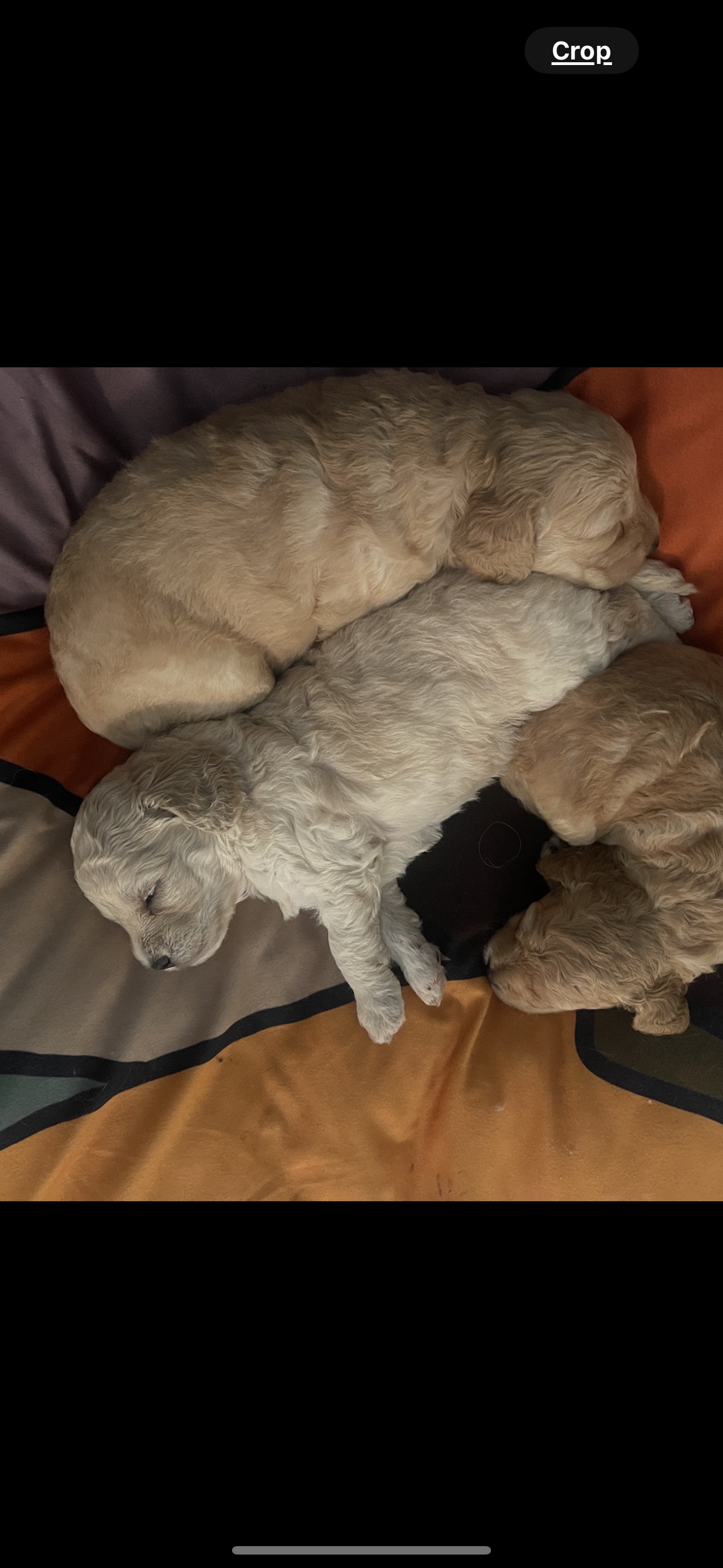 3 puppies