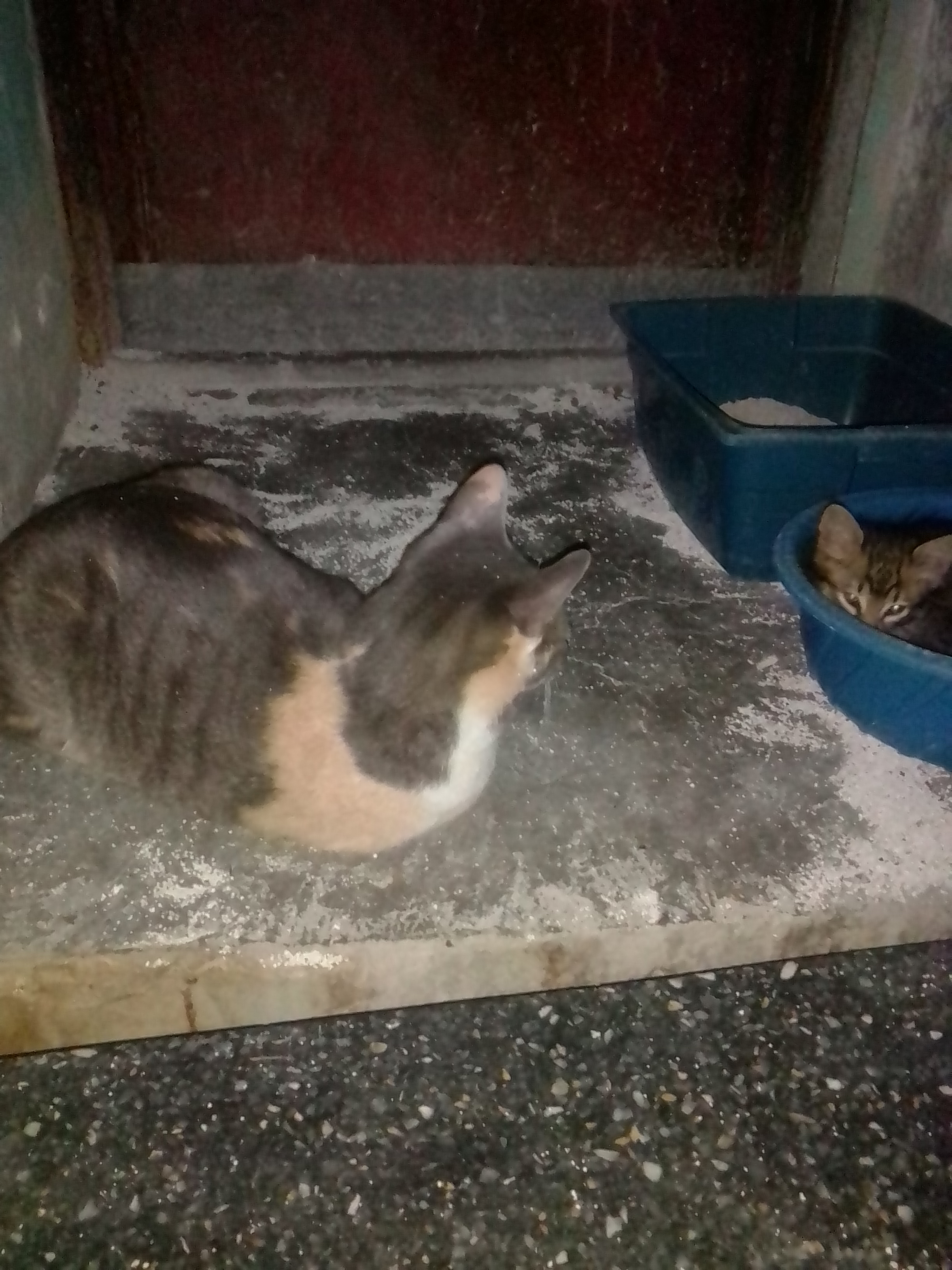 Quién eres tú eso es mio