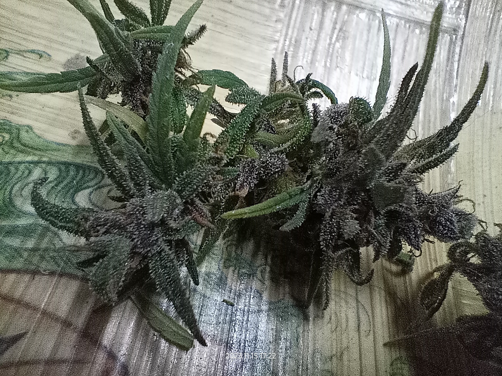 My weed