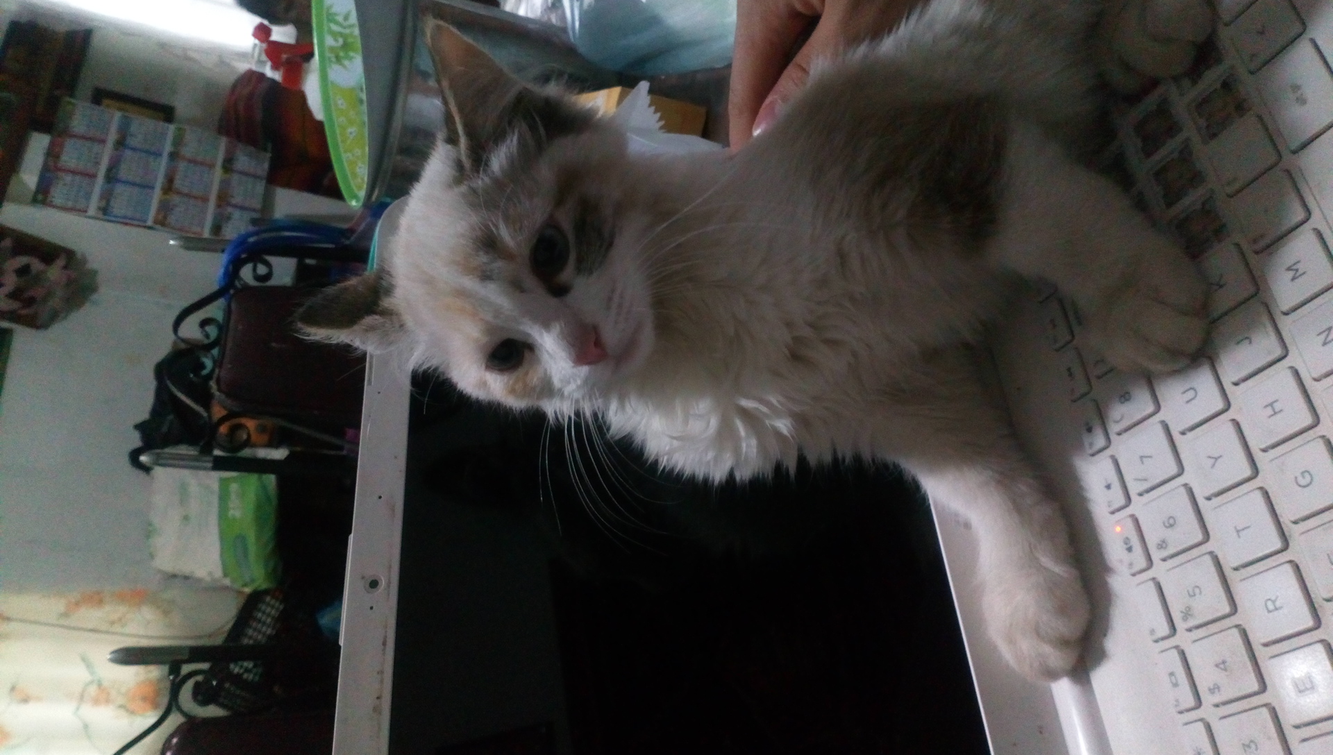 White Cat In The White Laptop