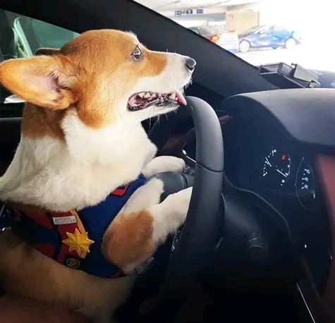 Mi humano, estoy manejando!