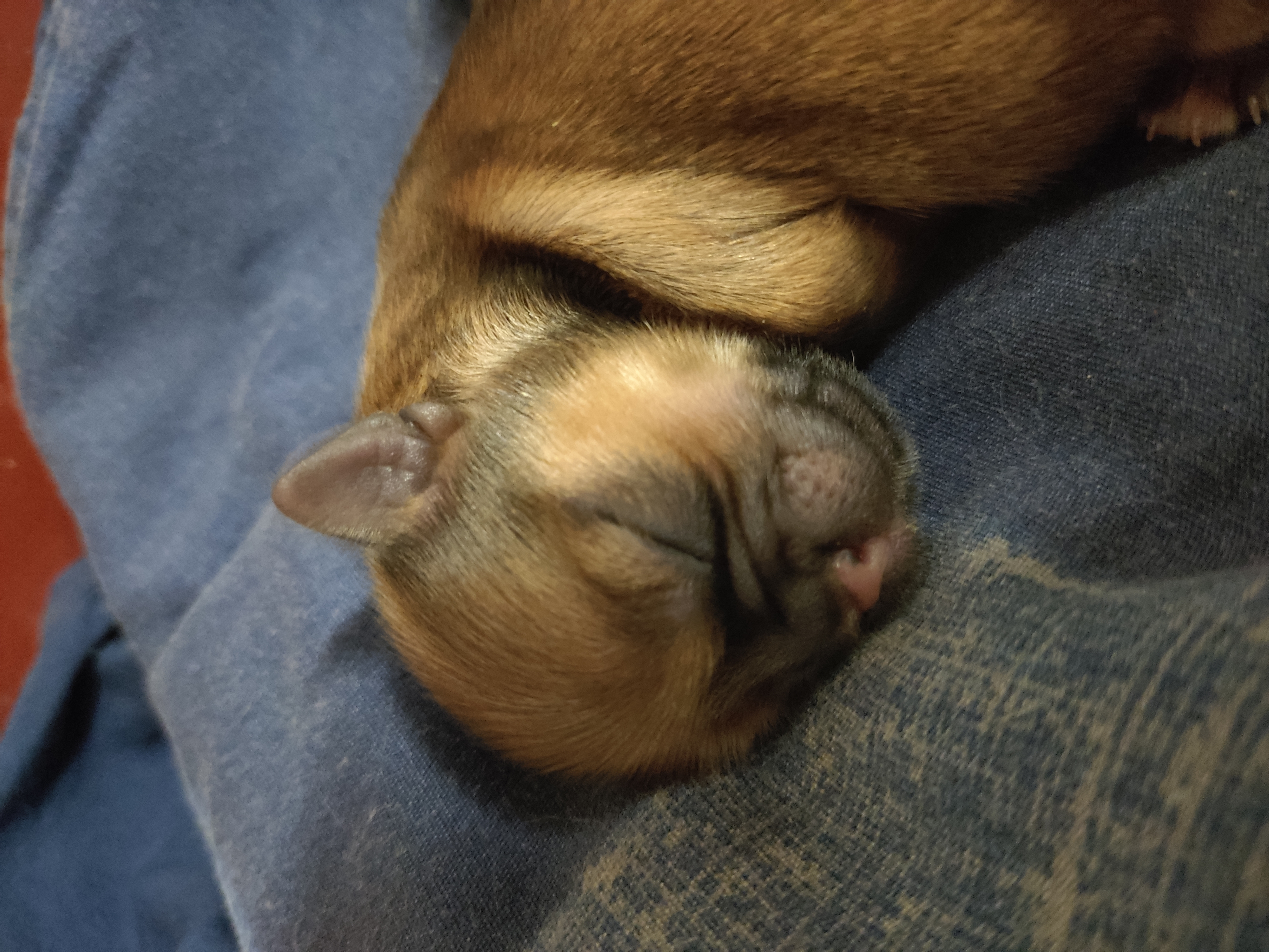 Doggo dormido