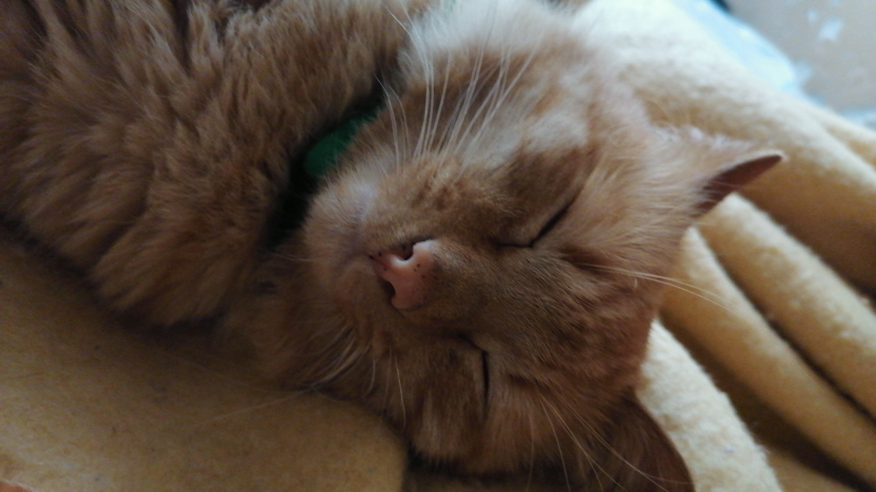 Gatito