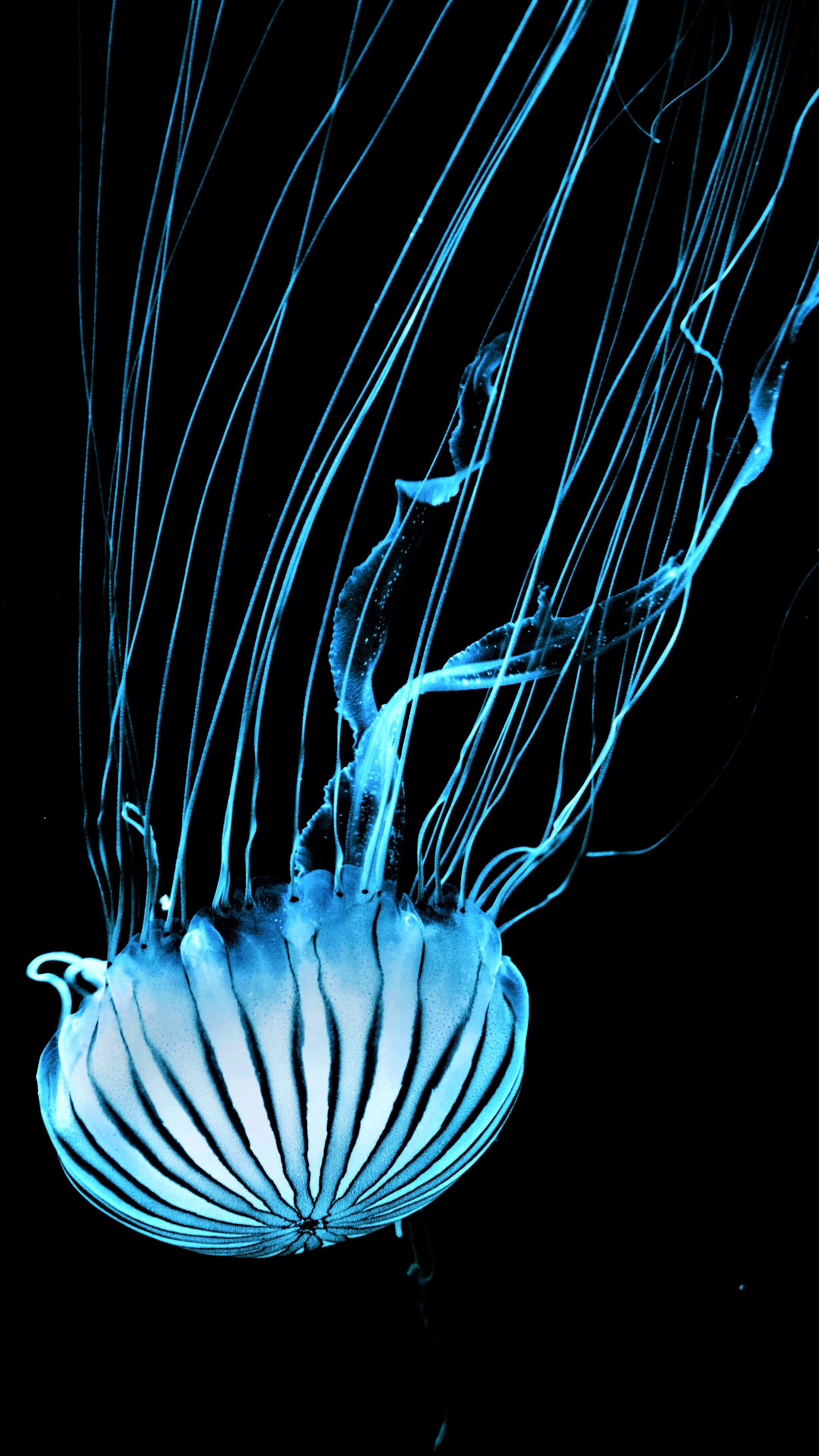 Blue jelly fish