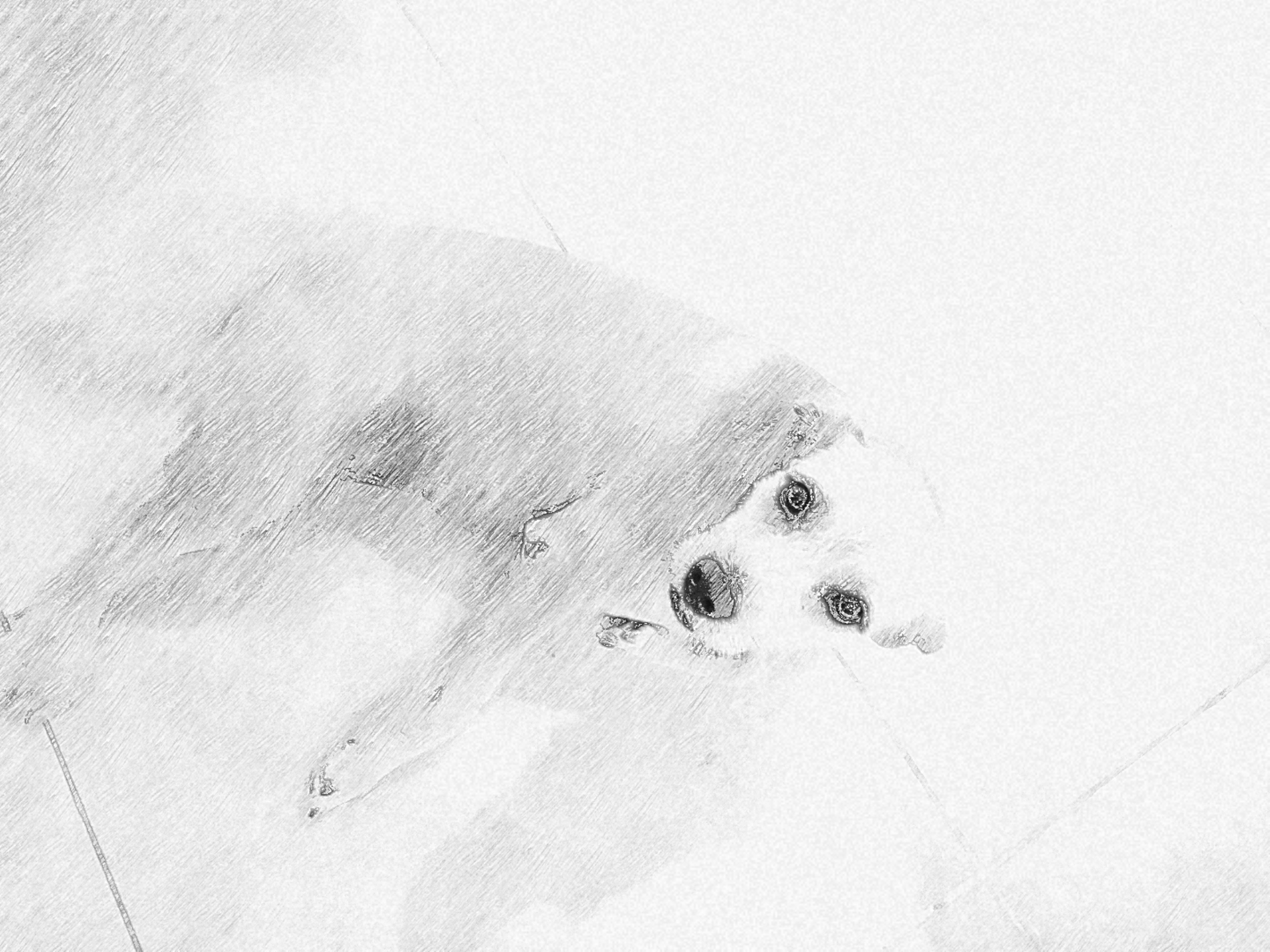 Perrito gris