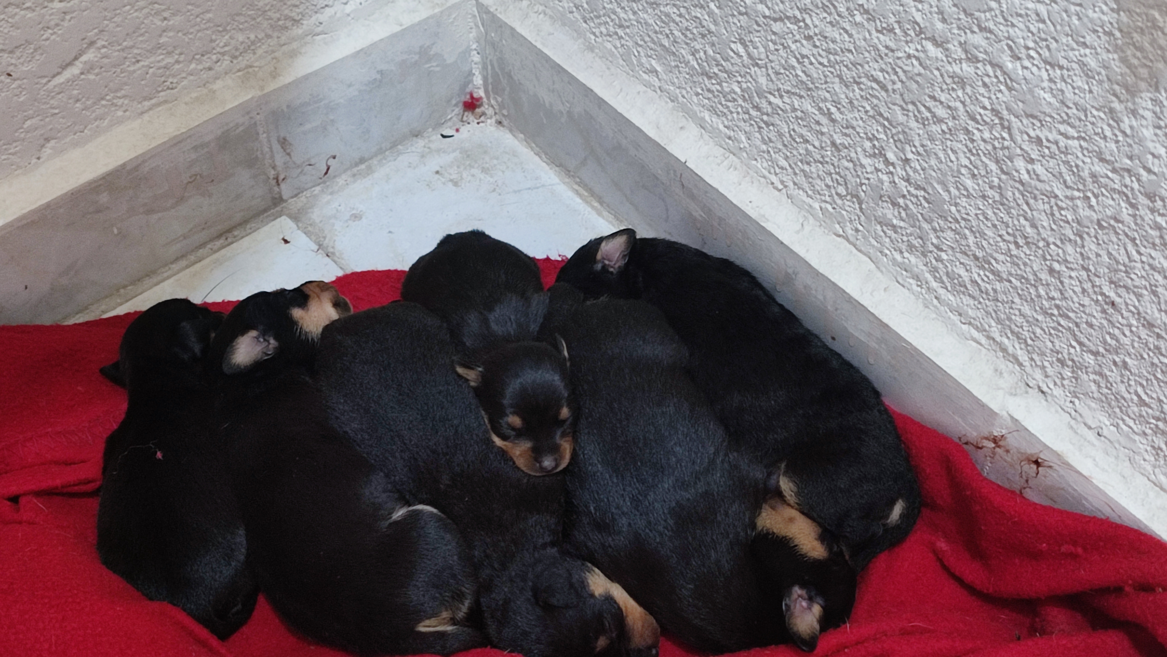 Muchos perritos