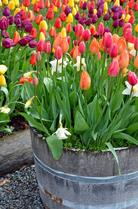 Tulipanes