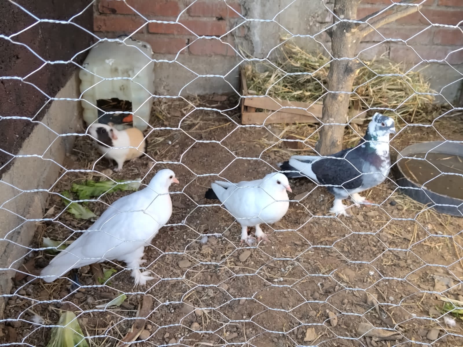 mis animalitos2