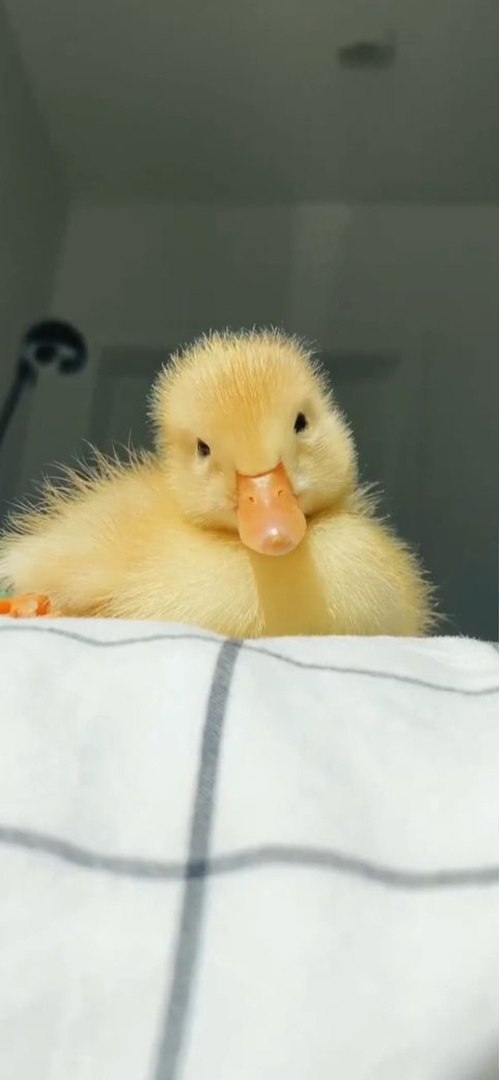 Patito