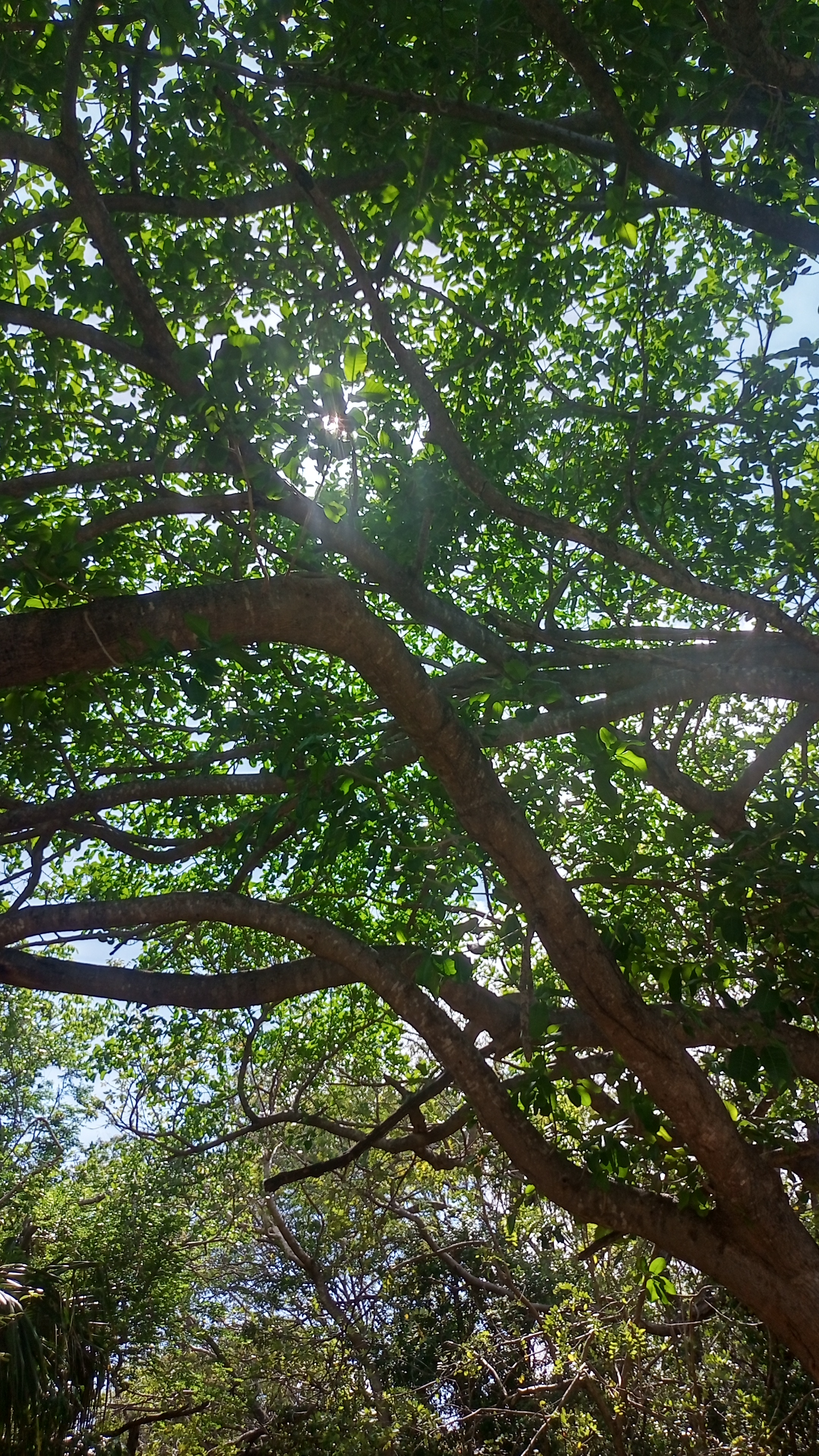 Tree Branches