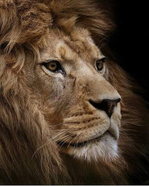 La mirada de un Rey