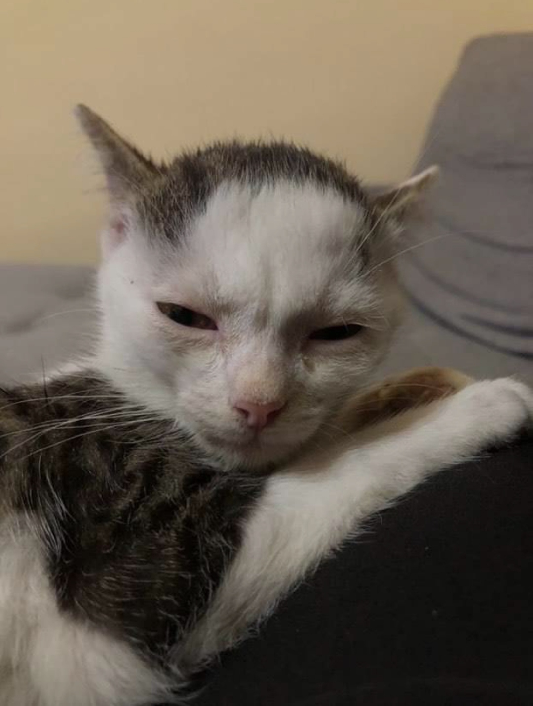 Thom Yorke Cat
