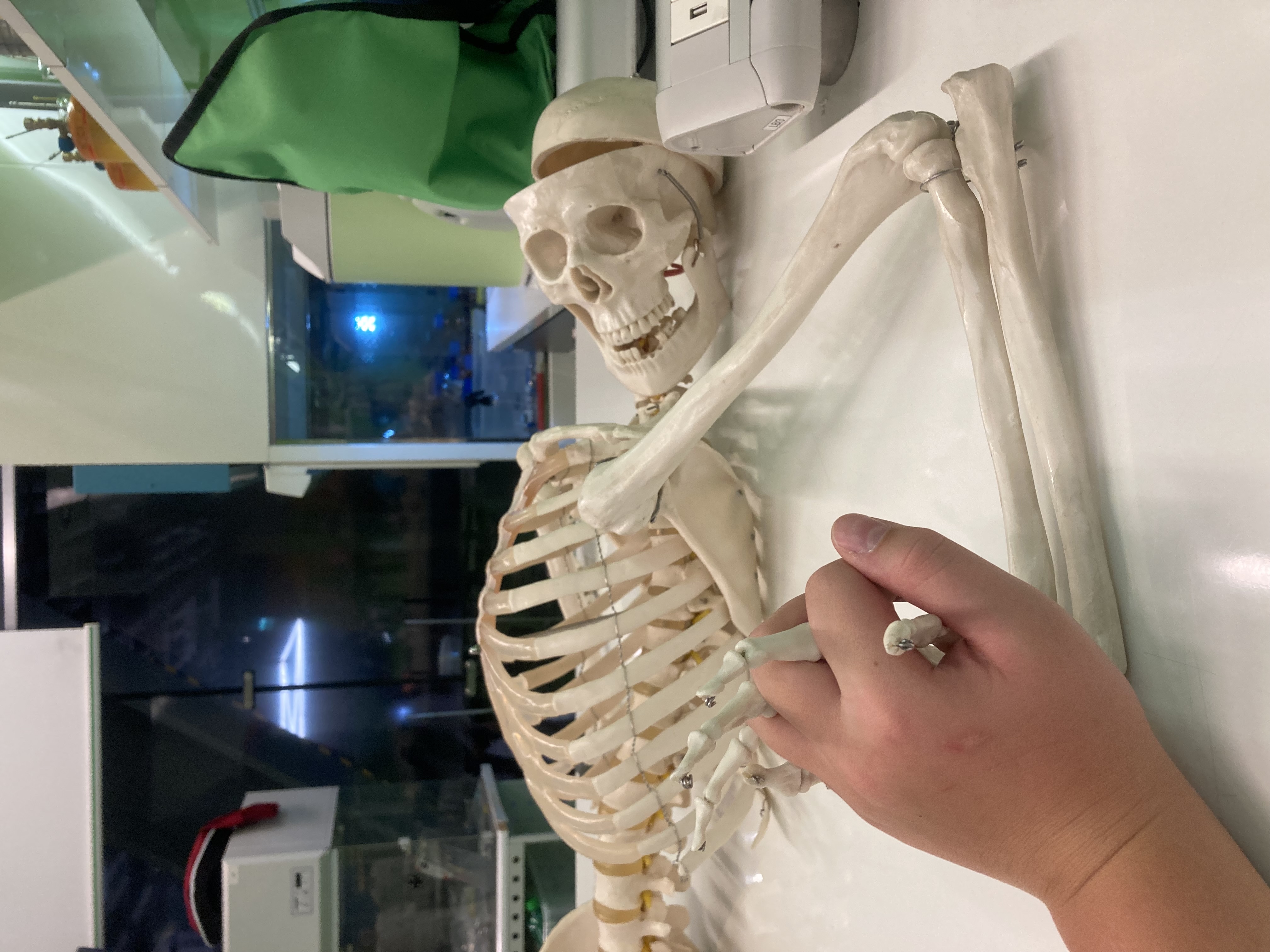 skeleton:(