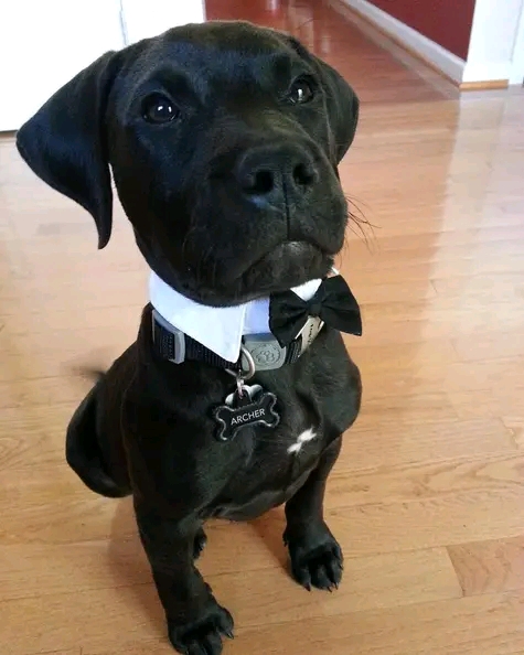 Elegancia la de francia