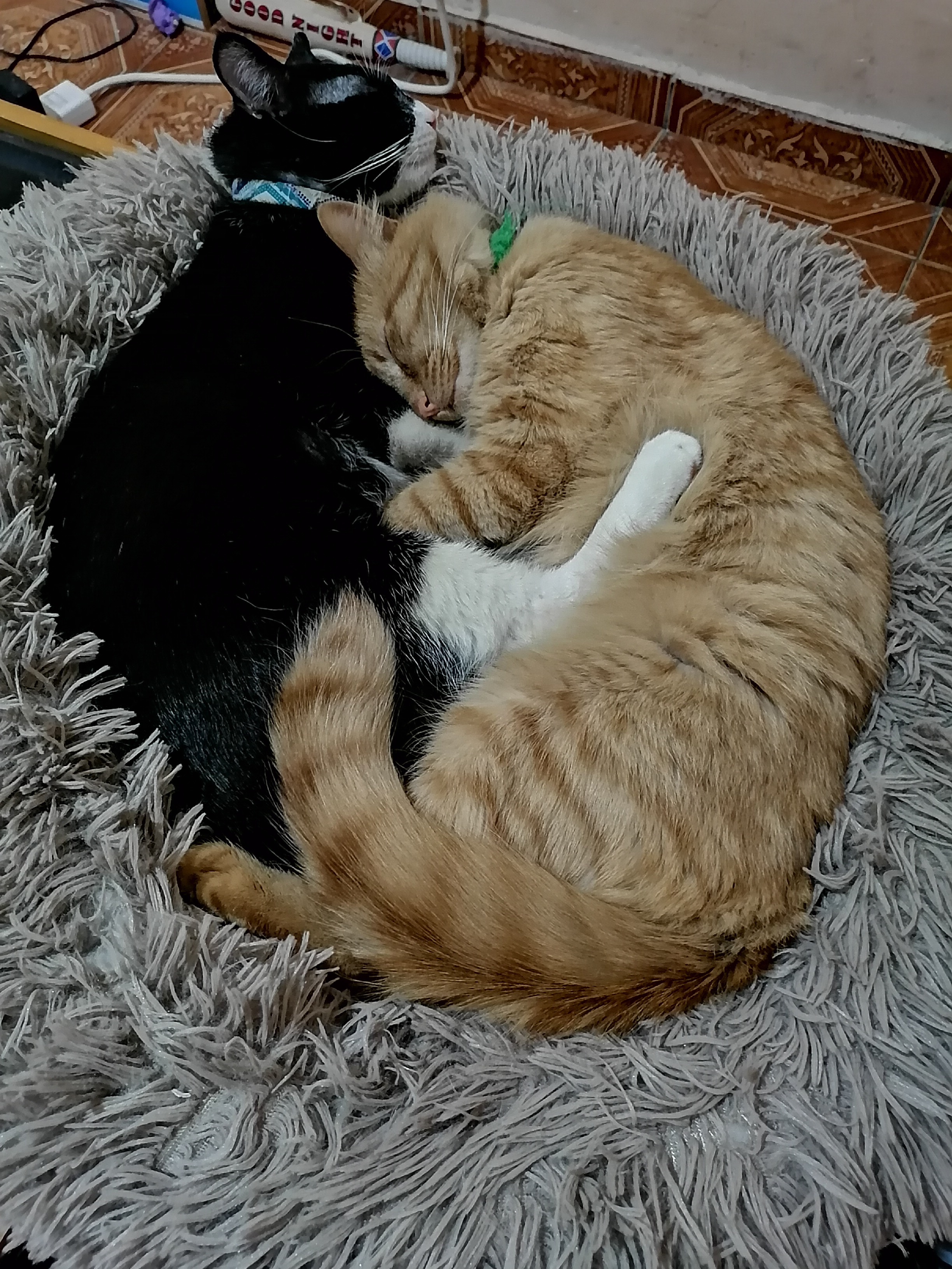 Gatitos