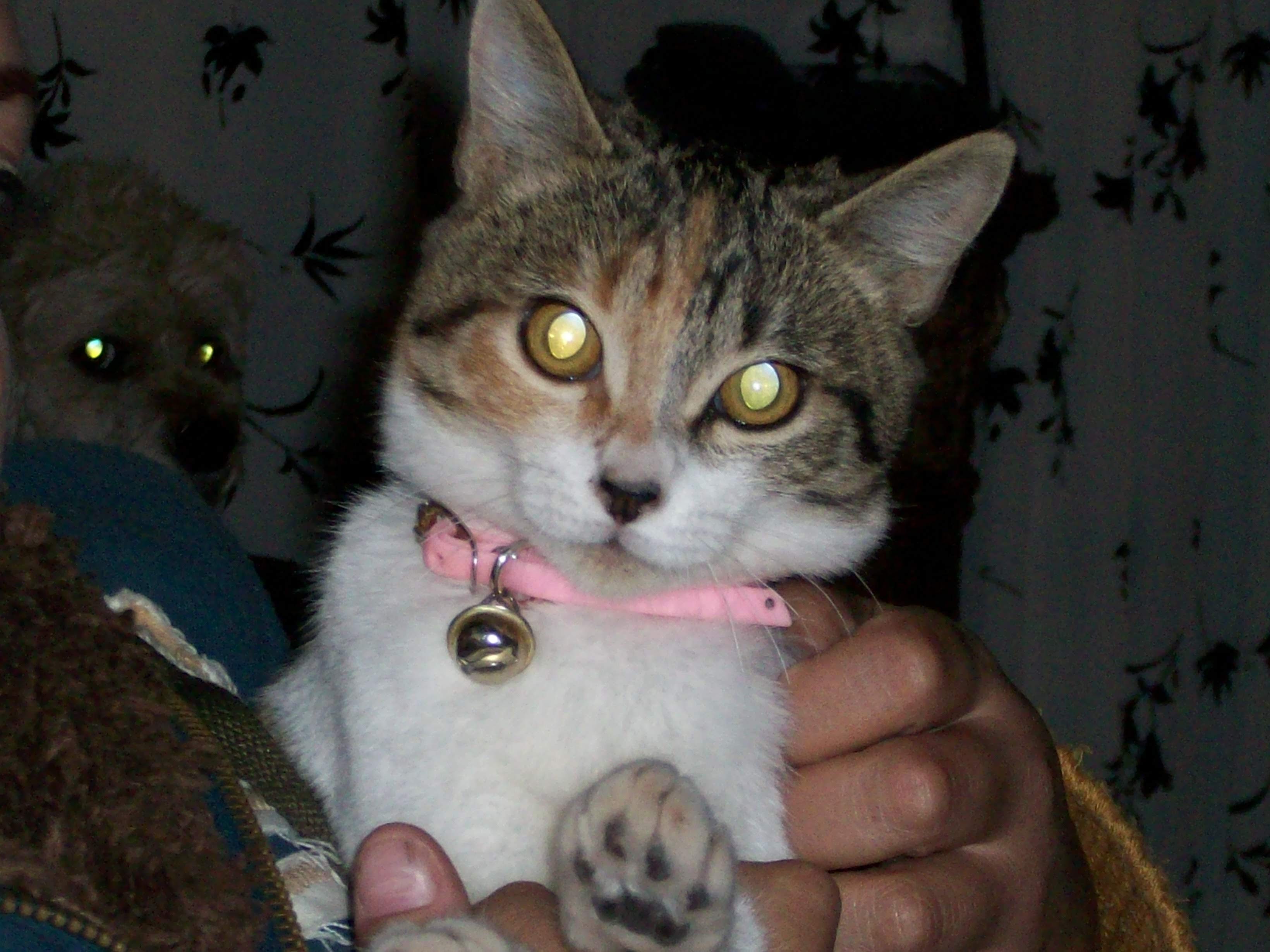 Wicha2