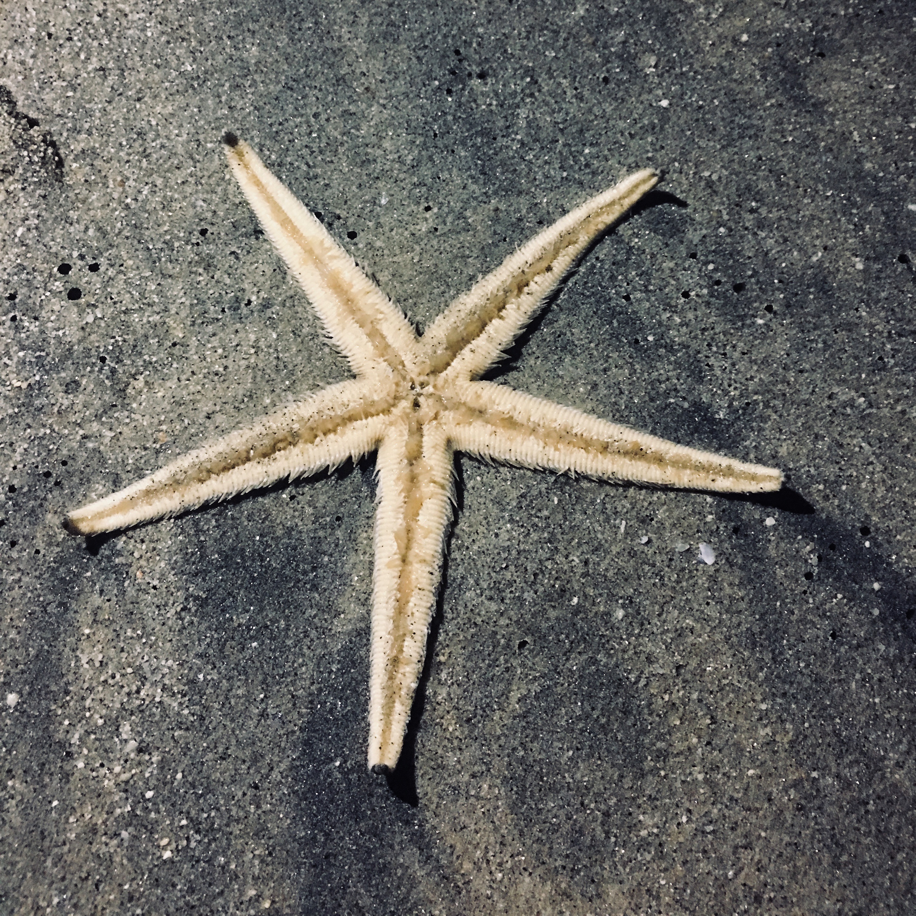 starfish