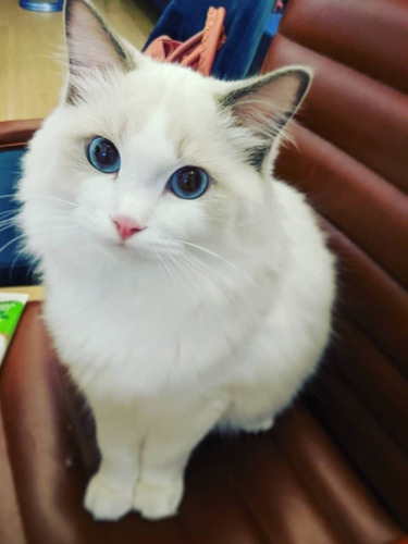Mishi guapo