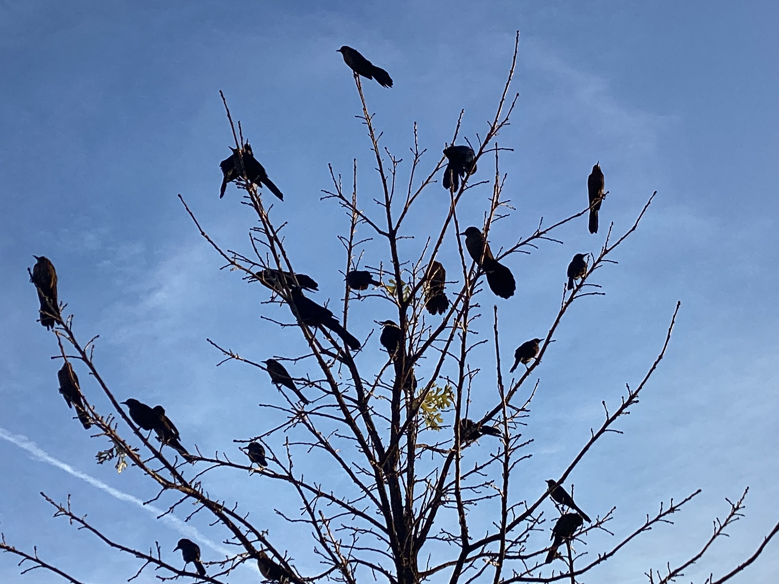 Crows1